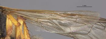 Media type: image;   Entomology 14707 Aspect: Wing hind